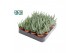 Aloe Humulis 