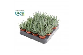 Aloe Humulis