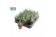Aloe Humulis 