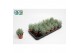 Aloe hulis 