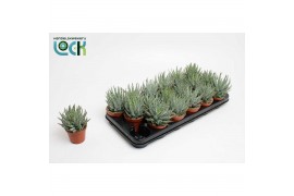 Aloe hulis