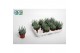 Aloe hulis 