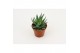 Aloe hulis 