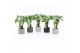 Alocasia cucullata op stam in classic stone 