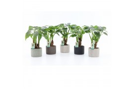 Alocasia cucullata op stam in classic stone