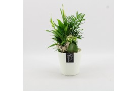 Arrangementen kamerplanten BACR-2508W Basic fundamentals 3 pp