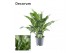 Aglaonema maria Decorum 