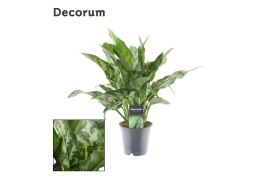 Aglaonema maria Decorum