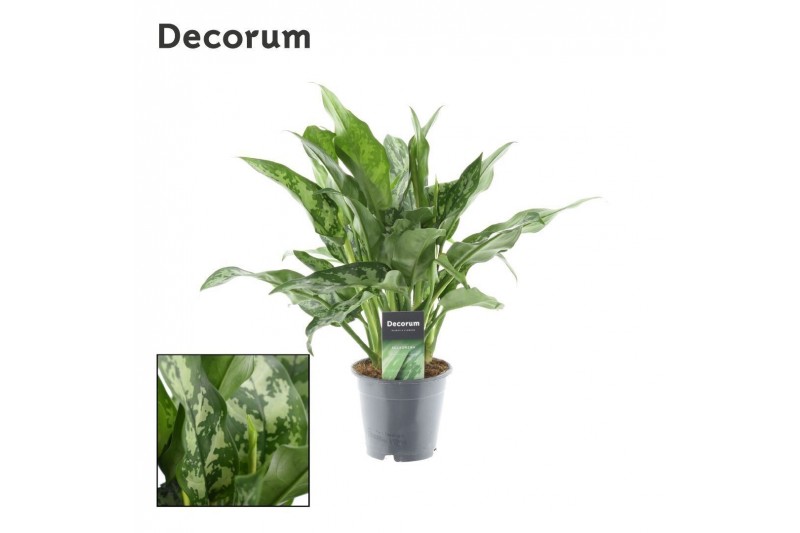 Aglaonema maria Decorum 