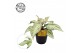 Aphelandra squarrosa white wash 