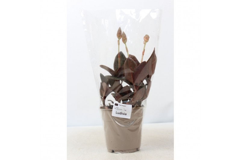 Ludisia discolor M 
