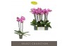 Phalaenopsis roze Optistar - Yoko - 3 tak