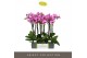 Phalaenopsis roze Optistar - Yoko - 3 tak 