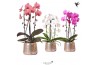 Phalaenopsis elegant cascade Kolibri Orchids Niagara fall mix 2 tak in