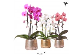 Phalaenopsis elegant cascade Kolibri Orchids Niagara fall mix 2 tak in