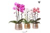 Phalaenopsis elegant cascade Kolibri Orchids Niagara fall mix 2 tak in