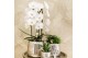 Phalaenopsis elegant cascade Kolibri Orchids Niagara fall mix 2 tak in 