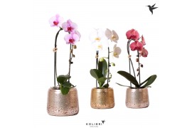 Phalaenopsis elegant cascade Kolibri Orchids Niagara fall mix 1 tak in