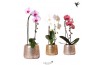 Phalaenopsis elegant cascade Kolibri Orchids Niagara fall mix 1 tak in