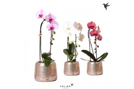 Phalaenopsis elegant cascade Kolibri Orchids Niagara fall mix 1 tak in
