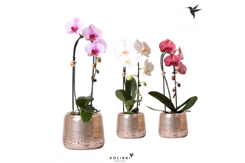 Phalaenopsis elegant cascade Kolibri Orchids Niagara fall mix 1 tak in Phalaenopsis elegant cascade Kolibri Orchids Niagara fall mix 1 tak in