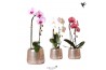 Phalaenopsis elegant cascade Kolibri Orchids Niagara fall mix 1 tak in