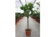 Ficus lyrata Stam 
