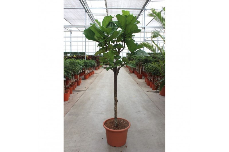 Ficus lyrata Stam 