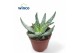 Aloe humilis 