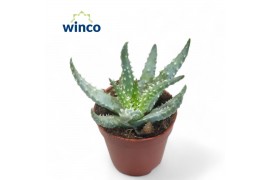 Aloe humilis