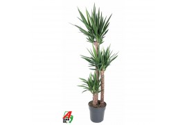 Yucca 120-90-45