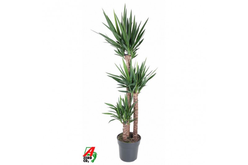 Yucca 120-90-45 