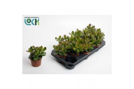 Crassula ovata Argentea