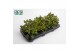 Crassula ovata Argentea 