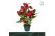 Anthurium andr. nevada 5 bloem 