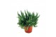 Rosmarinus prostratus officinalis 