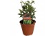 Laurus nobilis 