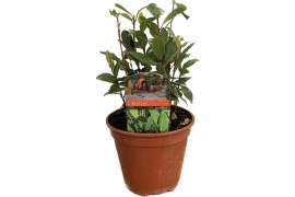 Laurus nobilis