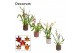 Cambria mix 2 tak in pascalle luxury world decorum 