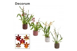 Cambria mix 2 tak in pascalle luxury world decorum