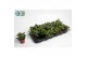 Crassula ovata Argentea 