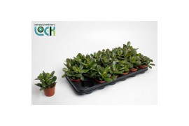 Crassula ovata Argentea