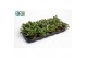 Crassula ovata Argentea 