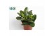 Crassula ovata Argentea 