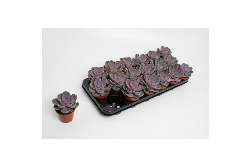 Echeveria perle von nurnberg Perle van Nurnberg Echeveria perle von nurnberg Perle van Nurnberg