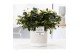 Rhododendron simsii mix wit Azalea P&PURE Collection Jade keramiek 
