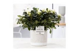 Rhododendron simsii mix wit Azalea P&PURE Collection Jade keramiek