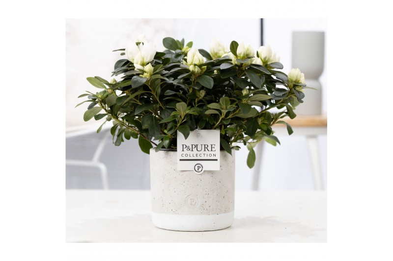 Rhododendron simsii mix wit Azalea P&PURE Collection Jade keramiek 