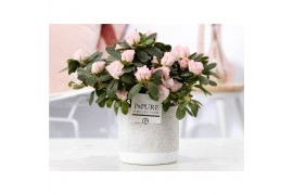 Rhododendron simsii mix roze Azalea P&PURE Collection Jade keramiek