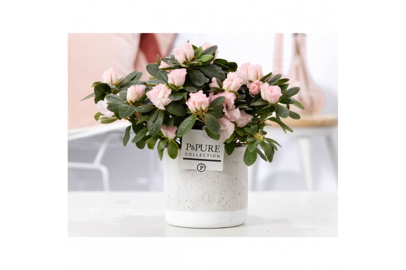 Rhododendron simsii mix roze Azalea P&PURE Collection Jade keramiek 
